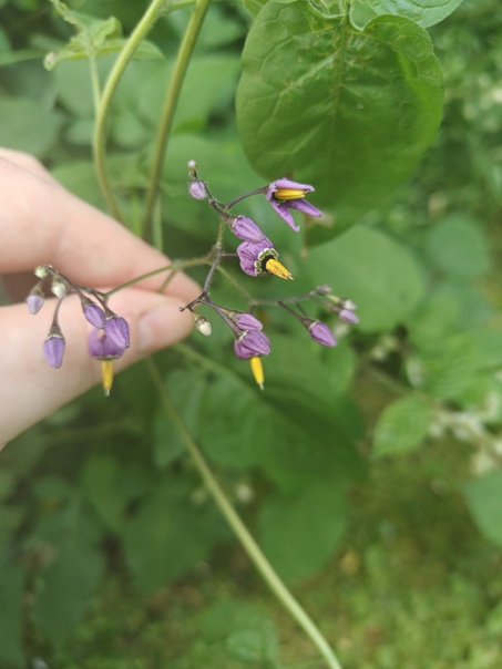 Bittersweet Nightshade